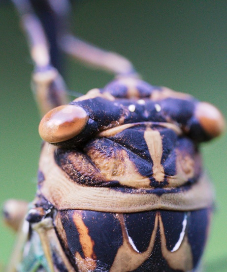 cicada head detail