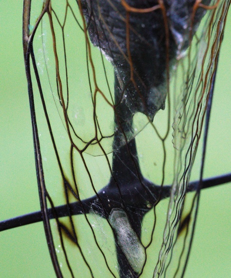 cicada wings