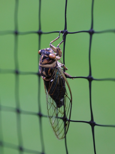 cicada