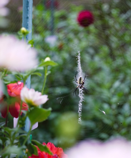 garden spider