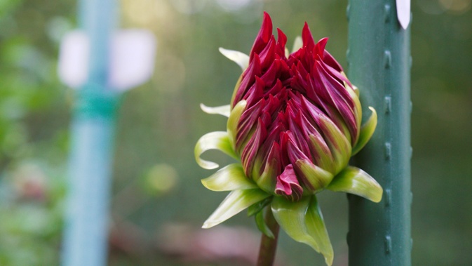 envy bud opening