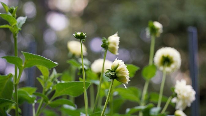 yellow dahlias