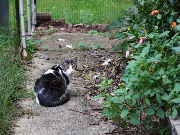 cat on sidewalk