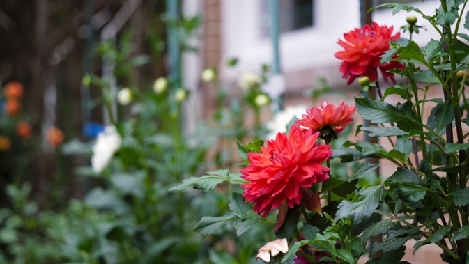 red dahlias