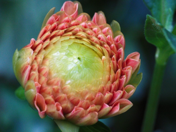 dahlia bud opening