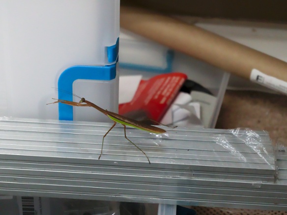 mantis on extrusions