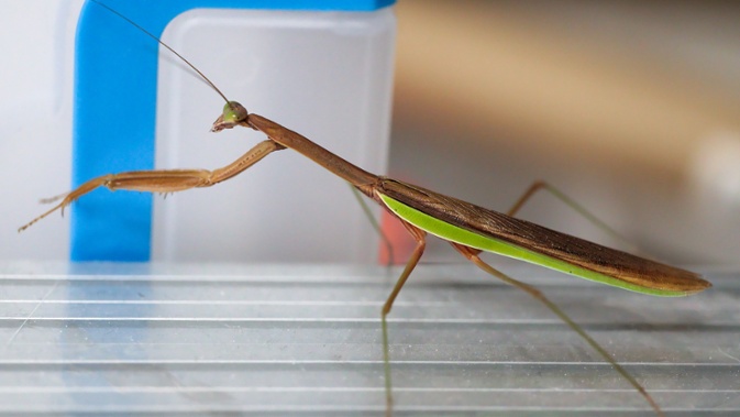 mantis on extrusions