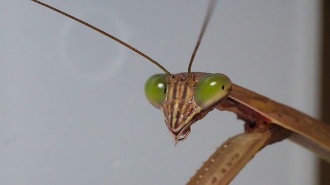mantis head