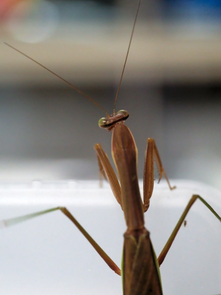 mantis climbing