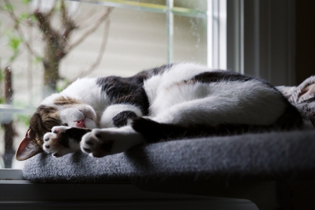 cat on shelf