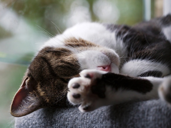 cat on shelf