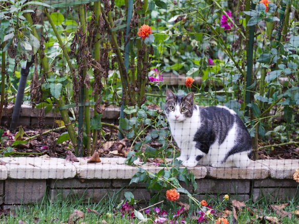 cat and flower bed