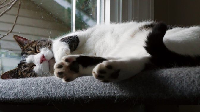 cat on shelf