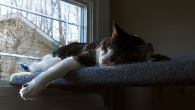 cat on shelf