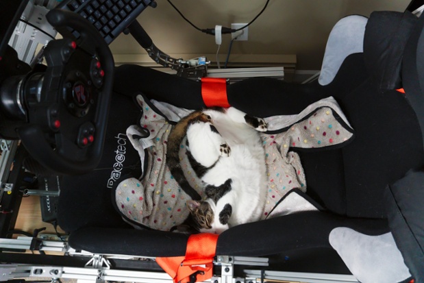 cat in racing seat
