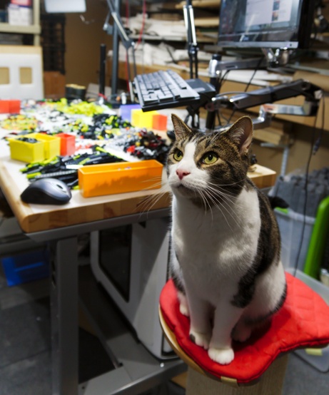 cat and lego build