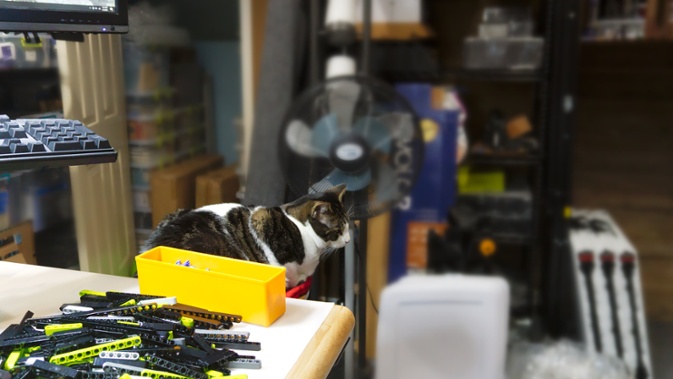 cat and lego build