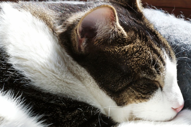 cat sleeping in sun