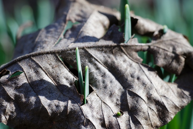 daffodils through leaf