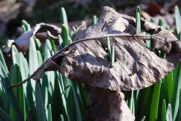 daffodils through leaf