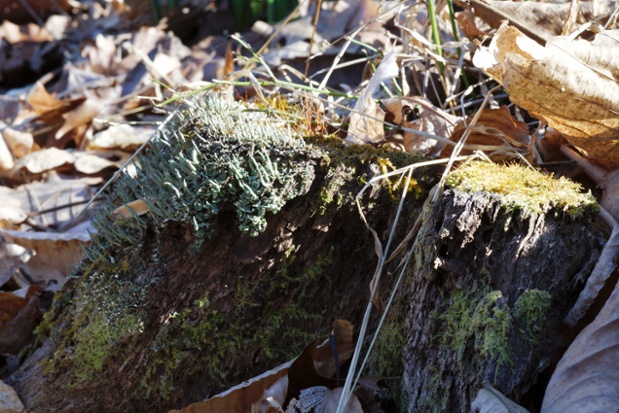 mossy stump