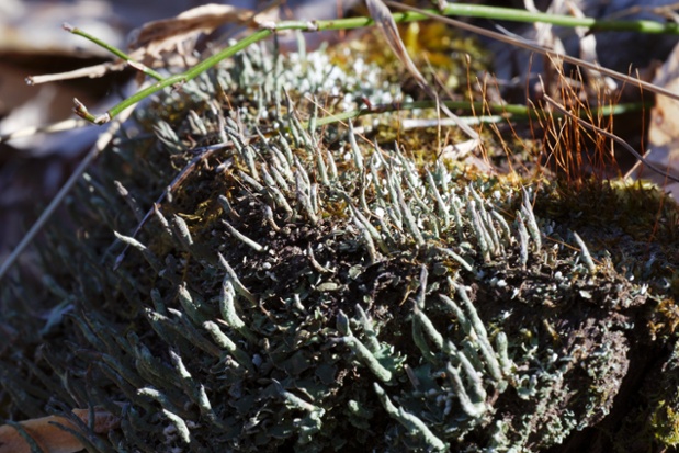 mossy stump