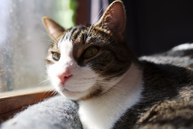 cat at window face