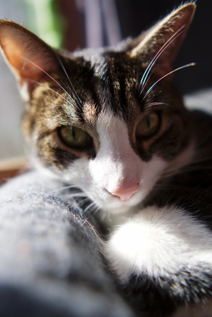 cat at window face