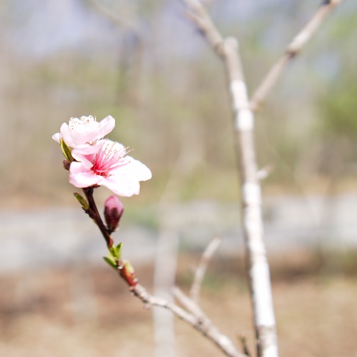 tree flower