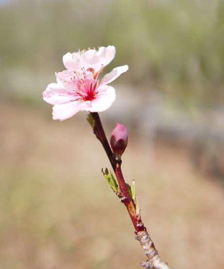 tree flower