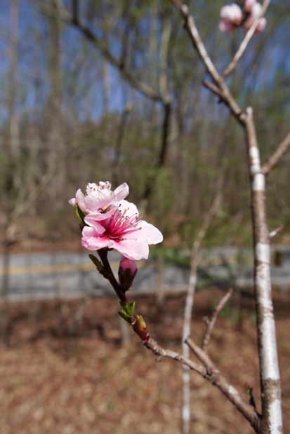 tree flower and branch