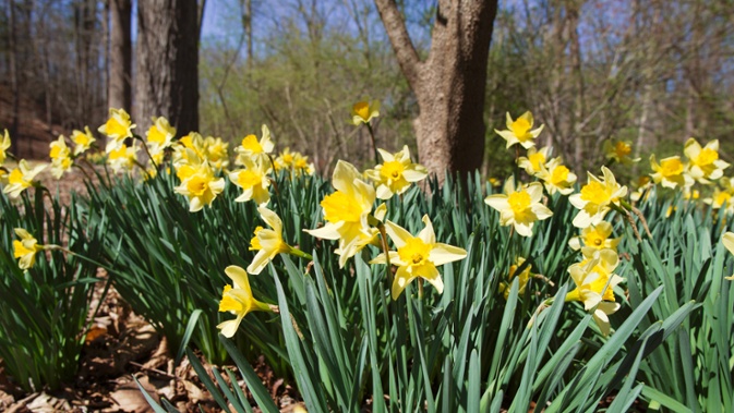 daffodils