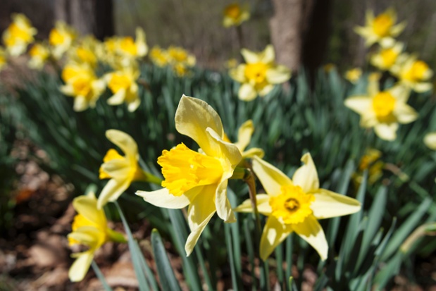 daffodils