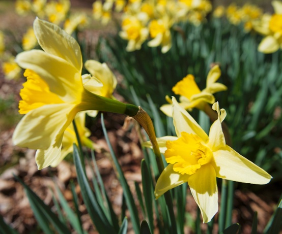 daffodils close