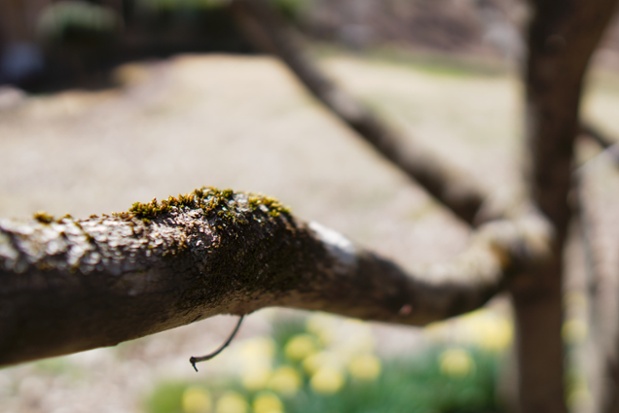 moss on branch