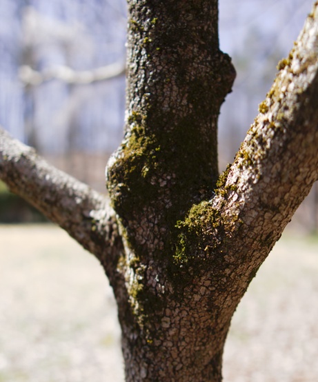 moss on tree