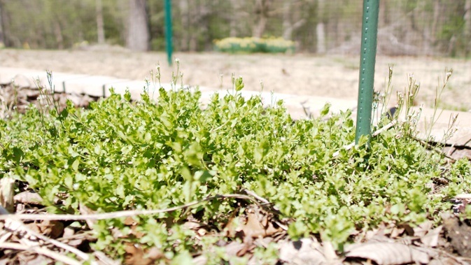 flower bed weeds