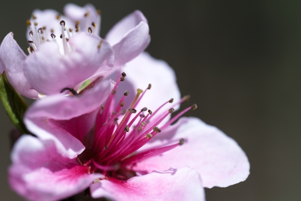 tree flowers close