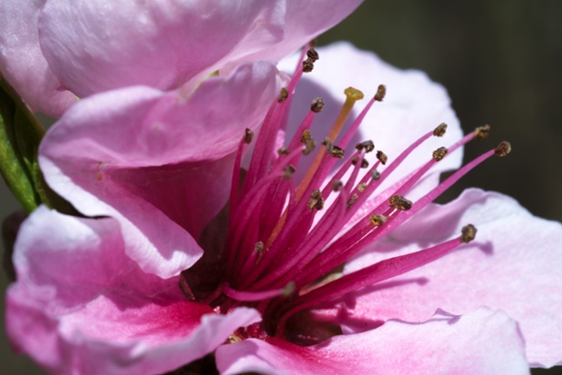 tree flower center