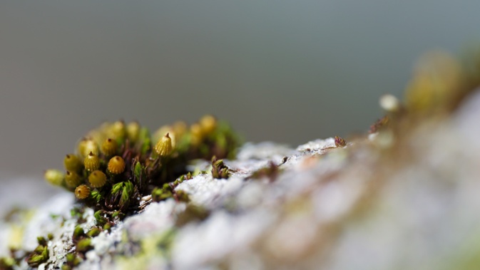 moss on branch