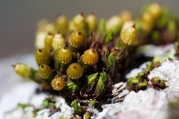 moss on branch close