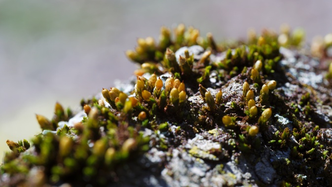 moss on branch