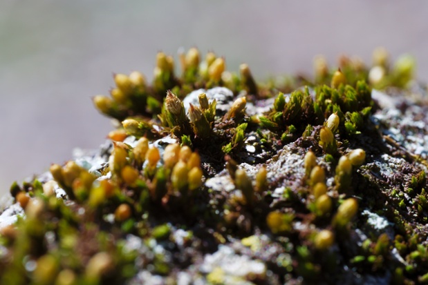 moss on branch