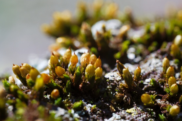 moss on branch