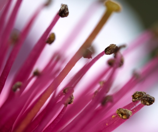 tree flower stamens