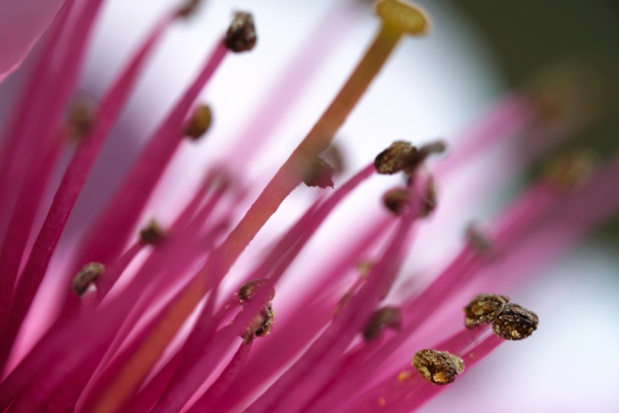 tree flower stamens