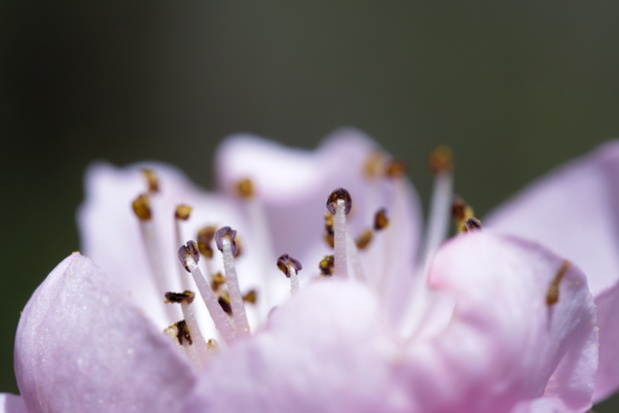 tree flower close