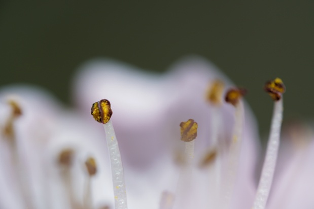 tree flower stamens