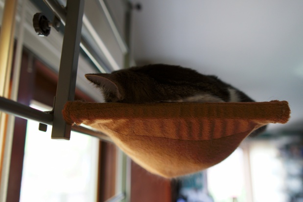 cat in hammock