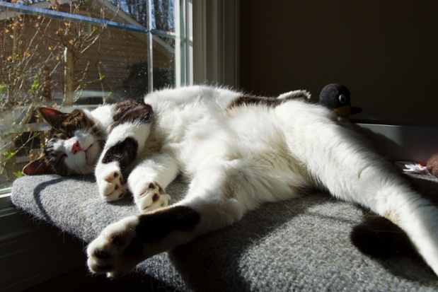 cat sleeping on shelf